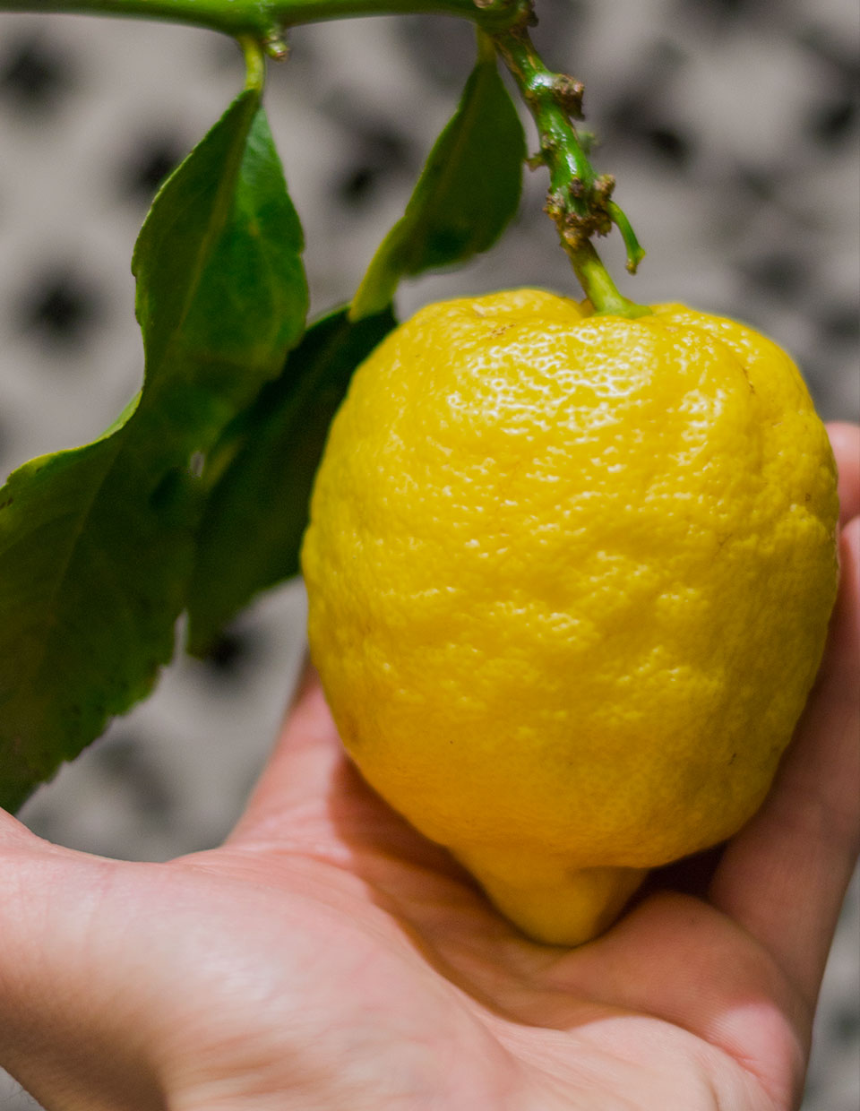 La cucina di Antonino Cannavacciuolo: il limone